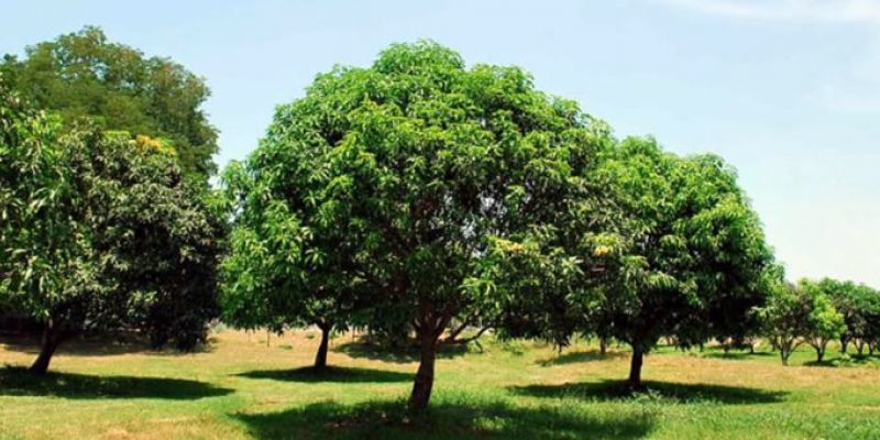 Mango farm in Mindanao, Philippines